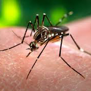 Número de casos de dengue no país tem queda em 2014