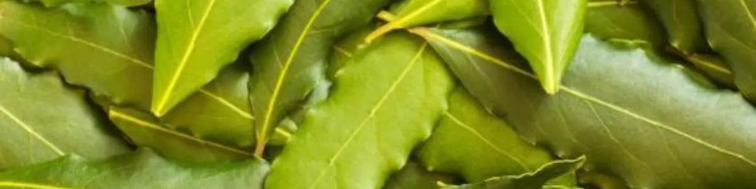 folha de louro fresca