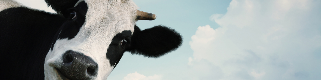 intolerancia a lactose