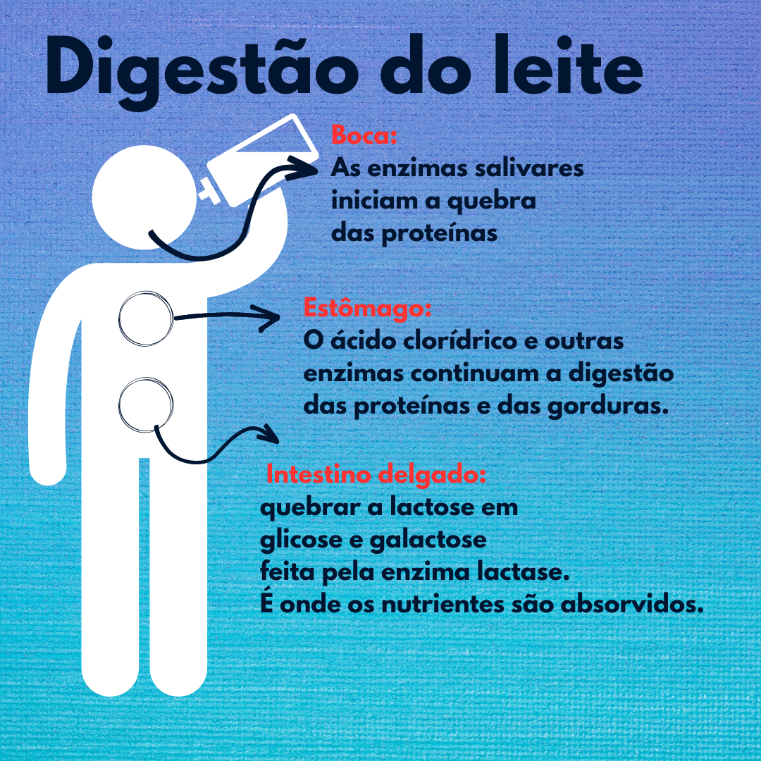 Digestão do leite