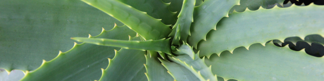 Pra q serve a babosa 