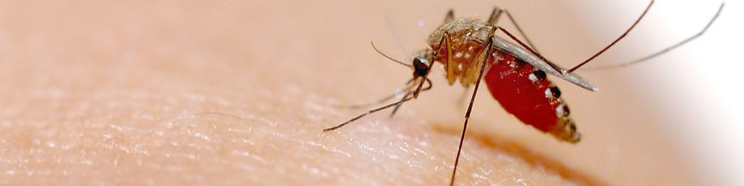 chikungunya