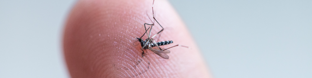 Mosquito Aedes aegypti