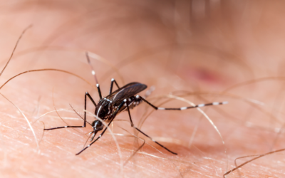 Chikungunya: Entenda os sintomas, tratamentos e como se proteger