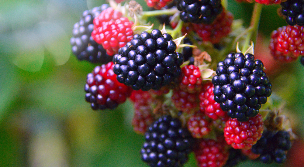 Chá de Amora chá de amora