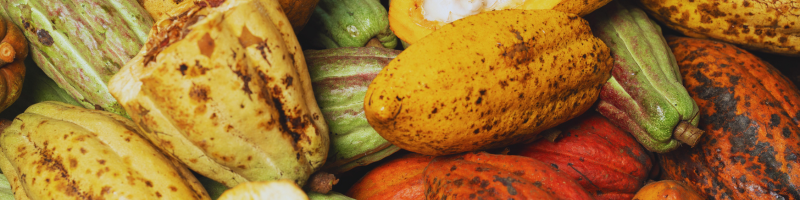 Dia mundial do cacau