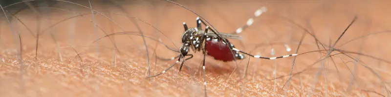 A dengue é um perigo que podemos evitar! A dengue é um perigo que podemos evitar!