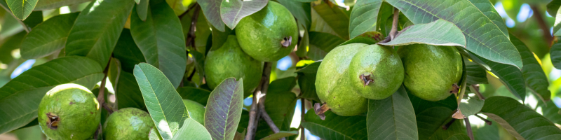 Saúde e sabor ao alcance das mãos
