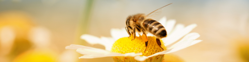 Abelhas e polinização