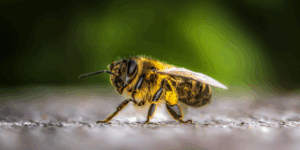 Abelhas e saúde: pequenas aliadas do bem-estar humano