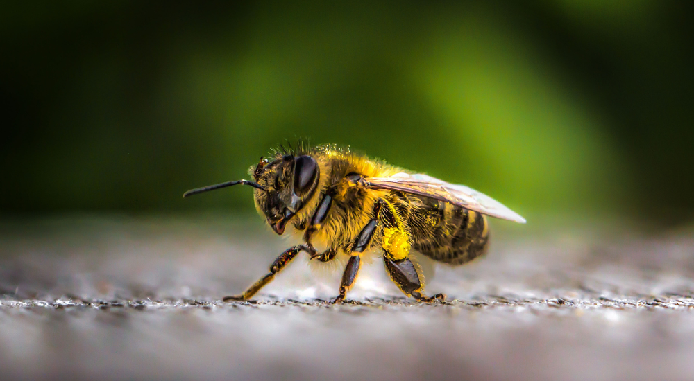 Abelhas e saúde: pequenas aliadas do bem-estar humano