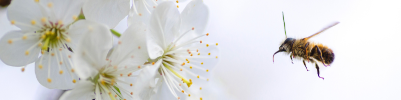 Relação entre abelhas, saúde e meio ambiente