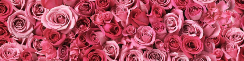 Chá de rosas: Uma tradição antiga que atravessa gerações