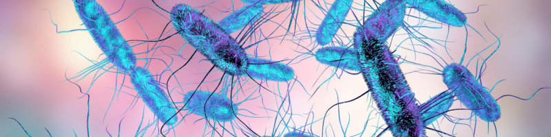 O que é salmonela e como ocorre a contaminação? O que é salmonela e como ocorre a contaminação?